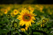 A close up of a pretty sunflower blooming in the summer sunshine, with a shallow depth of field