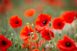 A close up of vibrant poppies blooming in the summer sunshine, with a shallow depth of field