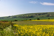 Looking over farmland in the South Downs with rapeseed crops growing under a blue sky
