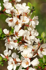 Wall Mural - Cherry tree branch on a green background. Blooming branch with white flowers and green leaves. Spring mood.
