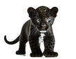 baby Schwarzer Jaguar auf vier beinen isoliert auf weißen Hintergrund, Freisteller 