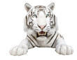 weißer Tiger isoliert auf weißen Hintergrund, Freisteller