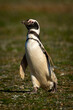 Magellanic penguin with catchlight waddles down slope