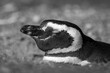 Mono Magellanic penguin in burrow on slope