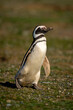 Magellanic penguin with catchlight walks across grass