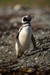 Magellanic penguin with catchlight crosses shingle beach