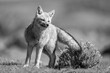 Mono South American gray fox stands leaning