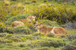 Male and female pumas lie in bushes