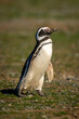 Magellanic penguin with catchlight walking across grass