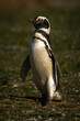 Magellanic penguin with catchlight crosses grass slope