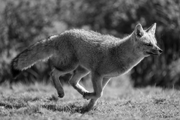 Wall Mural - Mono South American gray fox running past