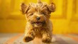 An adorable dog full of infectious joy on a yellow background.