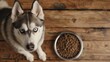 Siberian husky dog looking up at the camera, a bowl full of pet dry kibble food on a wooden floor