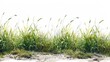 © VISUAL BACKGROUND - A grassy field with sand and a white background.