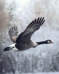 Poster - A greylag goose flying in a snowy landscape with snow.