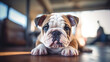 cute french bulldog, close-up