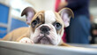 cute french bulldog, close-up