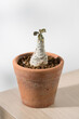 Dorstenia foetida variegata or Dorstenia Plant on the pot.