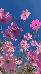 Wall Mural - clear blue sky with pink cosmos flowers