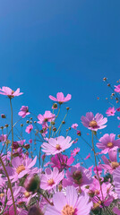 Wall Mural - clear blue sky with pink cosmos flowers