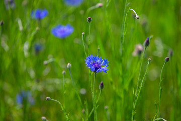 Wall Mural - Cornflowers on the field close-up. Natural floral background.