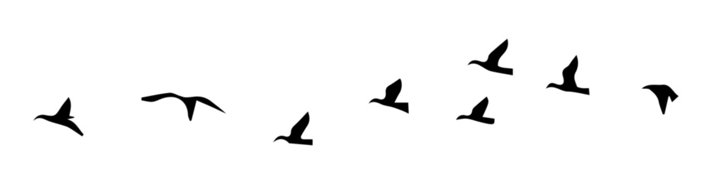 Silhouettes of flying birds, vector illustration on transparent or white background
