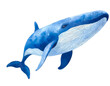 Blauwal isoliert auf weißen Hintergrund, Freisteller 