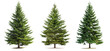 © Chadys - Green spruce trees collection isolated on transparent or white background