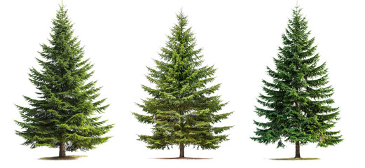 Poster - Green spruce trees collection isolated on transparent or white background