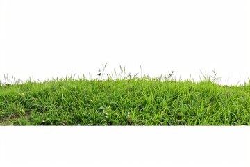 grass on a white background.
