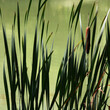 Long vertical leaves of a typha against the background of light green water.