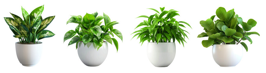Wall Mural - white ceramic potted plants with green leaves isolated on transparent or white background