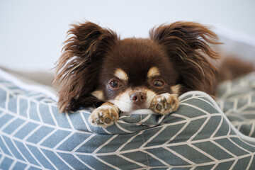 Wall Mural - chihuahua dog lying down on a pet bed, close up portrait