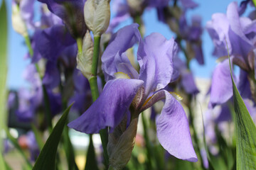 Wall Mural - spring flowers, blue iris flowers in the city, beautiful iris flowers in the garden