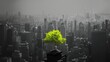 Vibrant green tree amidst monochrome cityscape