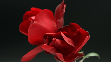 Poster - Beautiful opening red roses on black background. Petals of Blooming red rose flowers open, time lapse, close-up. Holiday, love, birthday design backdrop. Bud closeup. Macro. Valentine's Day. Timelapse