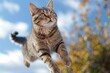 Cat flying and falling in the nature