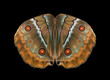 tropical butterfly wings isolated on black. morpho butterfly wings close up. abstract symmetrical pattern