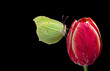 bright yellow butterfly on a red tulip flower in drops of dew. butterfly on tulip isolated on black. brimstones butterfly. copy space