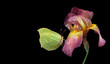 bright yellow butterfly on purple iris flower in dew drops isolated on black. brimstones butterfly