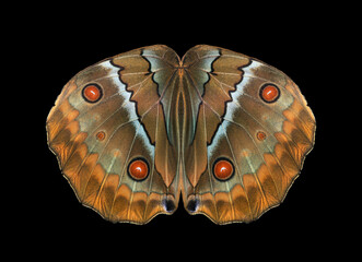 Canvas Print - tropical butterfly wings isolated on black. morpho butterfly wings close up. abstract symmetrical pattern