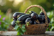 Harvesting Ripe Eggplants in a Wicker Basket,
A basket of eggplant is shown in a garden
