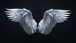 Angel wings isolated on the black background, white wings in black background