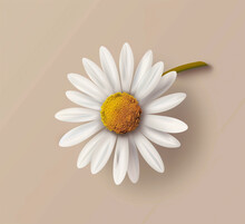 There Is A Single White Flower With A Yellow Center On A Beige Background