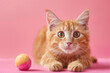 Cute cat with toy over pink studio background