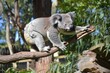 Koala Walking on Eucalyptus Tree Branch in Australian Outback - Adorable Endangered Animal Species