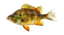 Fresh Catch: Bluegill Sunfish Angling. Isolated On White For Your Fishing And Aquatic Needs