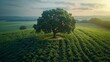 Majestic Lone Oak Tree in a Lush Green Field at Sunset, Aerial View of Serene Nature Landscape
