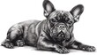 Black and White Illustration of a French Bulldog in a Relaxed Pose