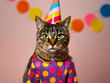 A cat wearing a party hat.